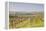 Vineyards in the Cognac Area of France, Charente Maritime, France, Europe-Julian Elliott-Framed Premier Image Canvas