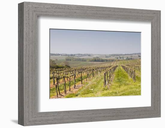 Vineyards in the Cognac Area of France, Charente Maritime, France, Europe-Julian Elliott-Framed Photographic Print