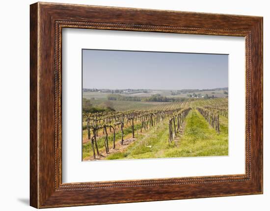 Vineyards in the Cognac Area of France, Charente Maritime, France, Europe-Julian Elliott-Framed Photographic Print