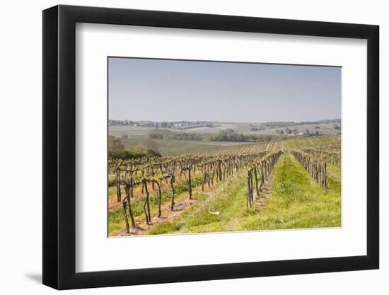 Vineyards in the Cognac Area of France, Charente Maritime, France, Europe-Julian Elliott-Framed Photographic Print