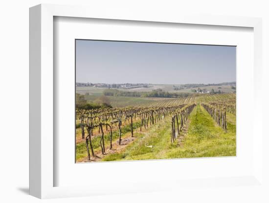 Vineyards in the Cognac Area of France, Charente Maritime, France, Europe-Julian Elliott-Framed Photographic Print