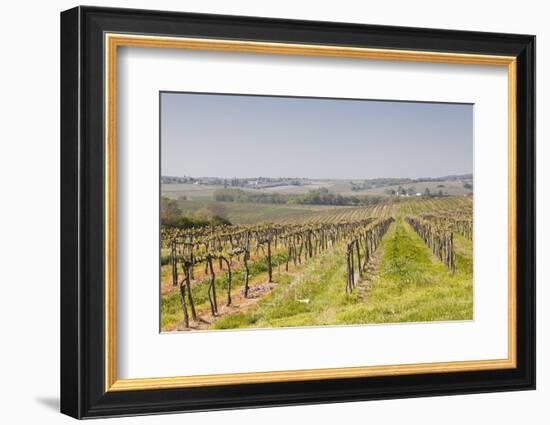 Vineyards in the Cognac Area of France, Charente Maritime, France, Europe-Julian Elliott-Framed Photographic Print