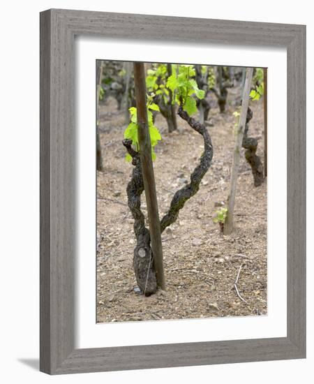 Vineyards in the Cote Rotie District, Ampuis, Rhone, France-Per Karlsson-Framed Photographic Print