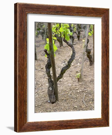 Vineyards in the Cote Rotie District, Ampuis, Rhone, France-Per Karlsson-Framed Photographic Print