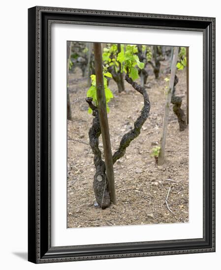 Vineyards in the Cote Rotie District, Ampuis, Rhone, France-Per Karlsson-Framed Photographic Print