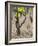 Vineyards in the Cote Rotie District, Ampuis, Rhone, France-Per Karlsson-Framed Photographic Print