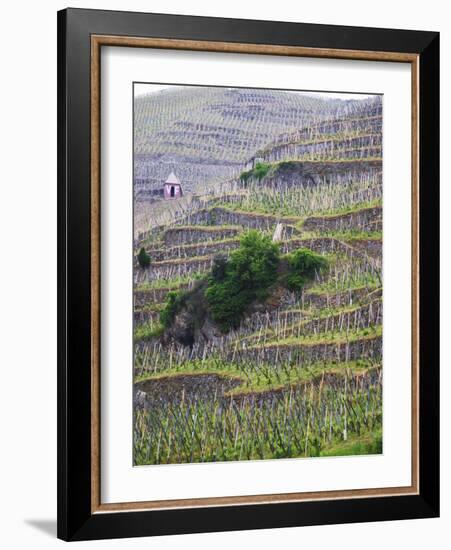 Vineyards in the Cote Rotie District, Ampuis, Rhone, France-Per Karlsson-Framed Photographic Print