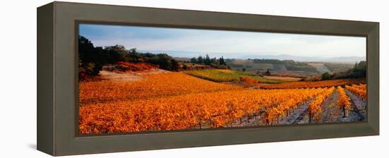 Vineyards in the Late Afternoon Autumn Light, Provence-Alpes-Cote D'Azur, France-null-Framed Stretched Canvas