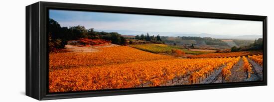 Vineyards in the Late Afternoon Autumn Light, Provence-Alpes-Cote D'Azur, France-null-Framed Stretched Canvas