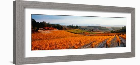 Vineyards in the Late Afternoon Autumn Light, Provence-Alpes-Cote D'Azur, France-null-Framed Photographic Print