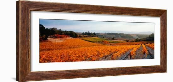 Vineyards in the Late Afternoon Autumn Light, Provence-Alpes-Cote D'Azur, France-null-Framed Photographic Print