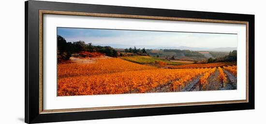 Vineyards in the Late Afternoon Autumn Light, Provence-Alpes-Cote D'Azur, France-null-Framed Photographic Print