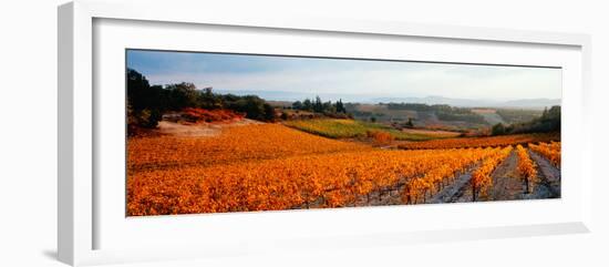 Vineyards in the Late Afternoon Autumn Light, Provence-Alpes-Cote D'Azur, France-null-Framed Photographic Print