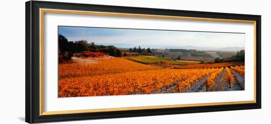 Vineyards in the Late Afternoon Autumn Light, Provence-Alpes-Cote D'Azur, France-null-Framed Photographic Print