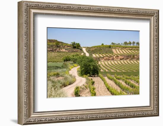 Vineyards in the Rioja Region, Spain, Europe-Martin Child-Framed Photographic Print