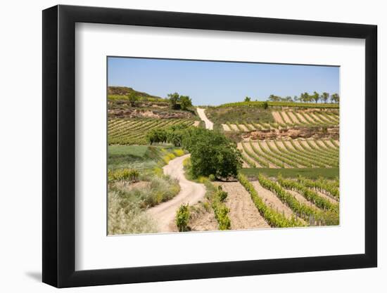 Vineyards in the Rioja Region, Spain, Europe-Martin Child-Framed Photographic Print