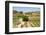 Vineyards in the Rioja Region, Spain, Europe-Martin Child-Framed Photographic Print