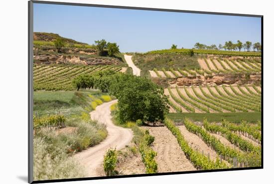 Vineyards in the Rioja Region, Spain, Europe-Martin Child-Mounted Photographic Print