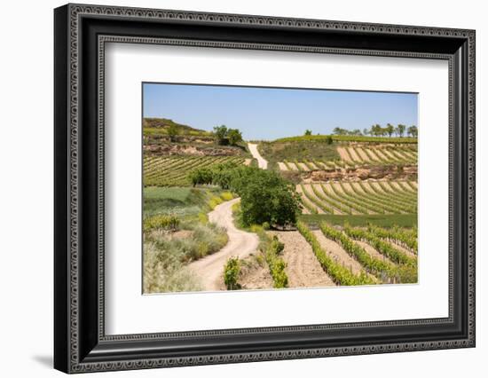 Vineyards in the Rioja Region, Spain, Europe-Martin Child-Framed Photographic Print