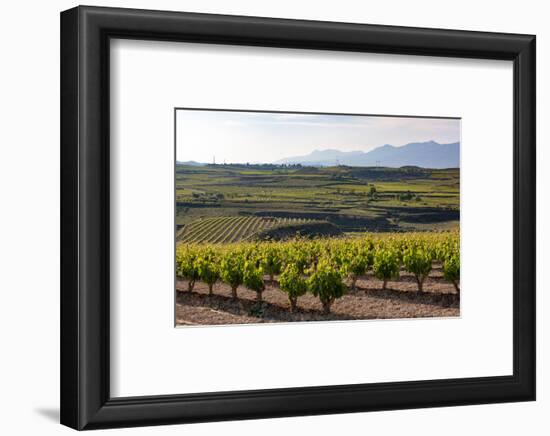 Vineyards in the Rioja Region, Spain, Europe-Martin Child-Framed Photographic Print