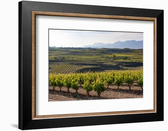 Vineyards in the Rioja Region, Spain, Europe-Martin Child-Framed Photographic Print