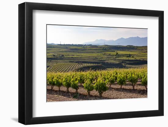 Vineyards in the Rioja Region, Spain, Europe-Martin Child-Framed Photographic Print