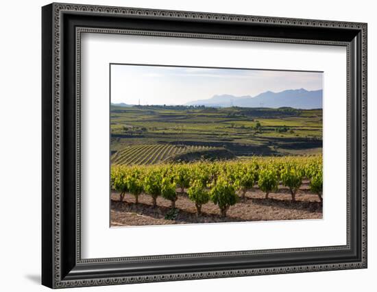 Vineyards in the Rioja Region, Spain, Europe-Martin Child-Framed Photographic Print