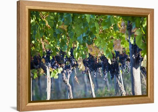 Vineyards in the Rolling Hills of Tuscany-Terry Eggers-Framed Premier Image Canvas