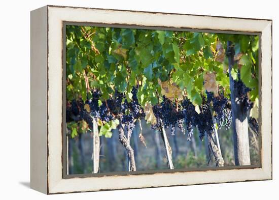 Vineyards in the Rolling Hills of Tuscany-Terry Eggers-Framed Premier Image Canvas