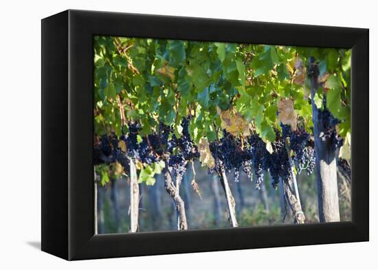 Vineyards in the Rolling Hills of Tuscany-Terry Eggers-Framed Premier Image Canvas