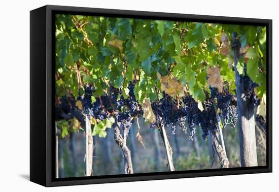 Vineyards in the Rolling Hills of Tuscany-Terry Eggers-Framed Premier Image Canvas