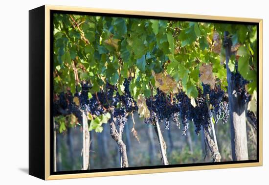 Vineyards in the Rolling Hills of Tuscany-Terry Eggers-Framed Premier Image Canvas