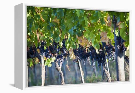 Vineyards in the Rolling Hills of Tuscany-Terry Eggers-Framed Premier Image Canvas