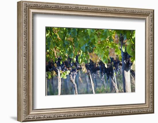 Vineyards in the Rolling Hills of Tuscany-Terry Eggers-Framed Photographic Print