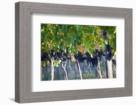 Vineyards in the Rolling Hills of Tuscany-Terry Eggers-Framed Photographic Print