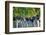 Vineyards in the Rolling Hills of Tuscany-Terry Eggers-Framed Photographic Print