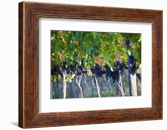 Vineyards in the Rolling Hills of Tuscany-Terry Eggers-Framed Photographic Print