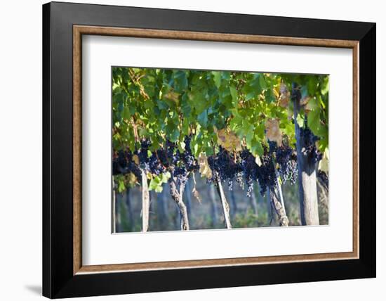 Vineyards in the Rolling Hills of Tuscany-Terry Eggers-Framed Photographic Print