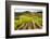 Vineyards in the Rolling Hills of Tuscany-Terry Eggers-Framed Photographic Print