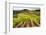 Vineyards in the Rolling Hills of Tuscany-Terry Eggers-Framed Photographic Print