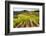 Vineyards in the Rolling Hills of Tuscany-Terry Eggers-Framed Photographic Print