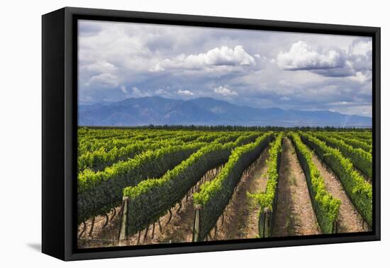 Vineyards in the Uco Valley (Valle De Uco), a Wine Region in Mendoza Province, Argentina-Matthew Williams-Ellis-Framed Premier Image Canvas