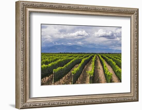 Vineyards in the Uco Valley (Valle De Uco), a Wine Region in Mendoza Province, Argentina-Matthew Williams-Ellis-Framed Photographic Print