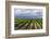 Vineyards in the Uco Valley (Valle De Uco), a Wine Region in Mendoza Province, Argentina-Matthew Williams-Ellis-Framed Photographic Print