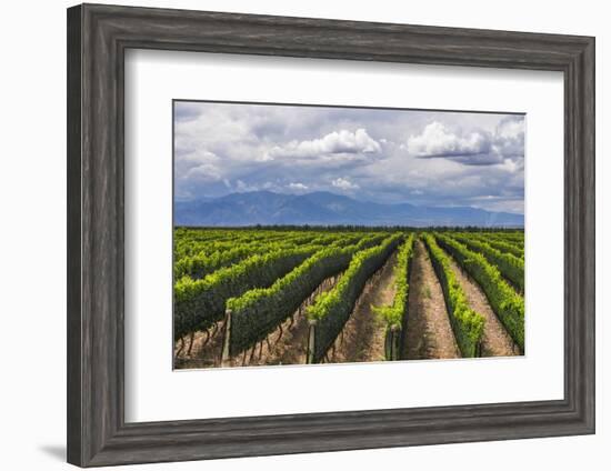 Vineyards in the Uco Valley (Valle De Uco), a Wine Region in Mendoza Province, Argentina-Matthew Williams-Ellis-Framed Photographic Print