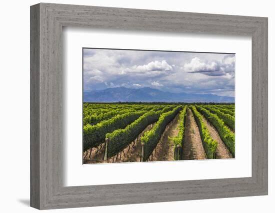 Vineyards in the Uco Valley (Valle De Uco), a Wine Region in Mendoza Province, Argentina-Matthew Williams-Ellis-Framed Photographic Print