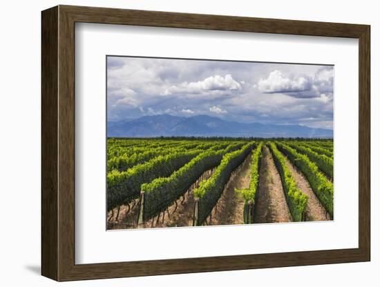 Vineyards in the Uco Valley (Valle De Uco), a Wine Region in Mendoza Province, Argentina-Matthew Williams-Ellis-Framed Photographic Print