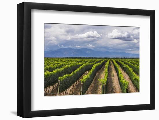 Vineyards in the Uco Valley (Valle De Uco), a Wine Region in Mendoza Province, Argentina-Matthew Williams-Ellis-Framed Photographic Print