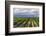 Vineyards in the Uco Valley (Valle De Uco), a Wine Region in Mendoza Province, Argentina-Matthew Williams-Ellis-Framed Photographic Print