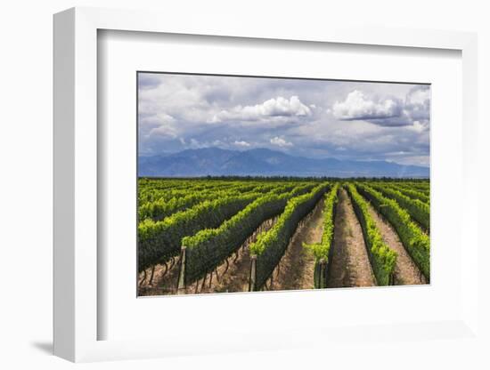 Vineyards in the Uco Valley (Valle De Uco), a Wine Region in Mendoza Province, Argentina-Matthew Williams-Ellis-Framed Photographic Print